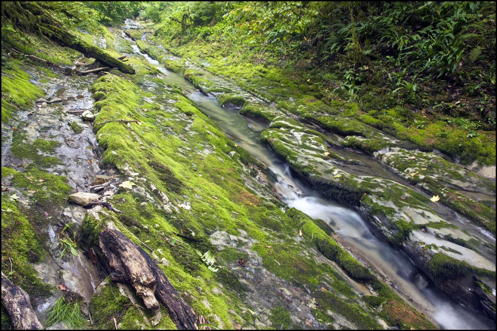 Dagomys river
